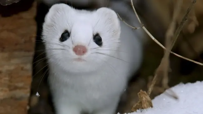 squirrel