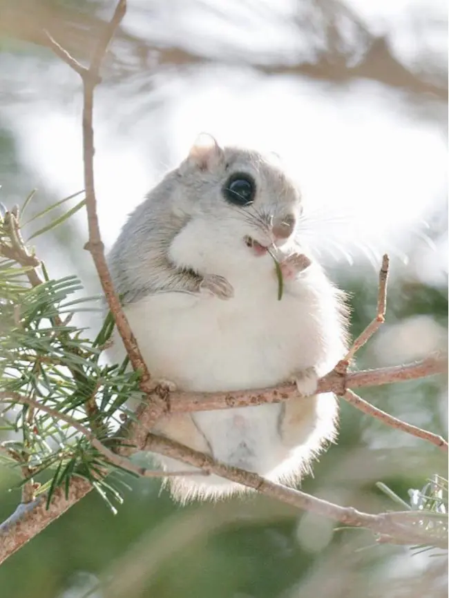 Siete preciosos animalitos que sólo existen en Japón.