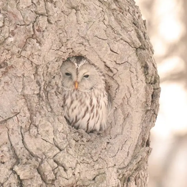 Siete preciosos animalitos que sólo existen en Japón.