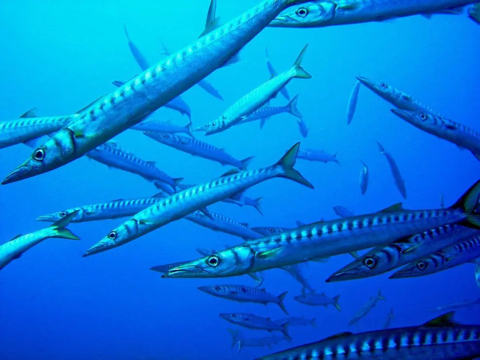 barracudas