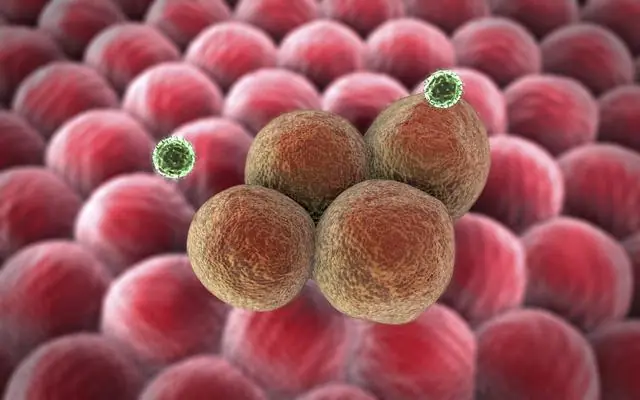 testiculos