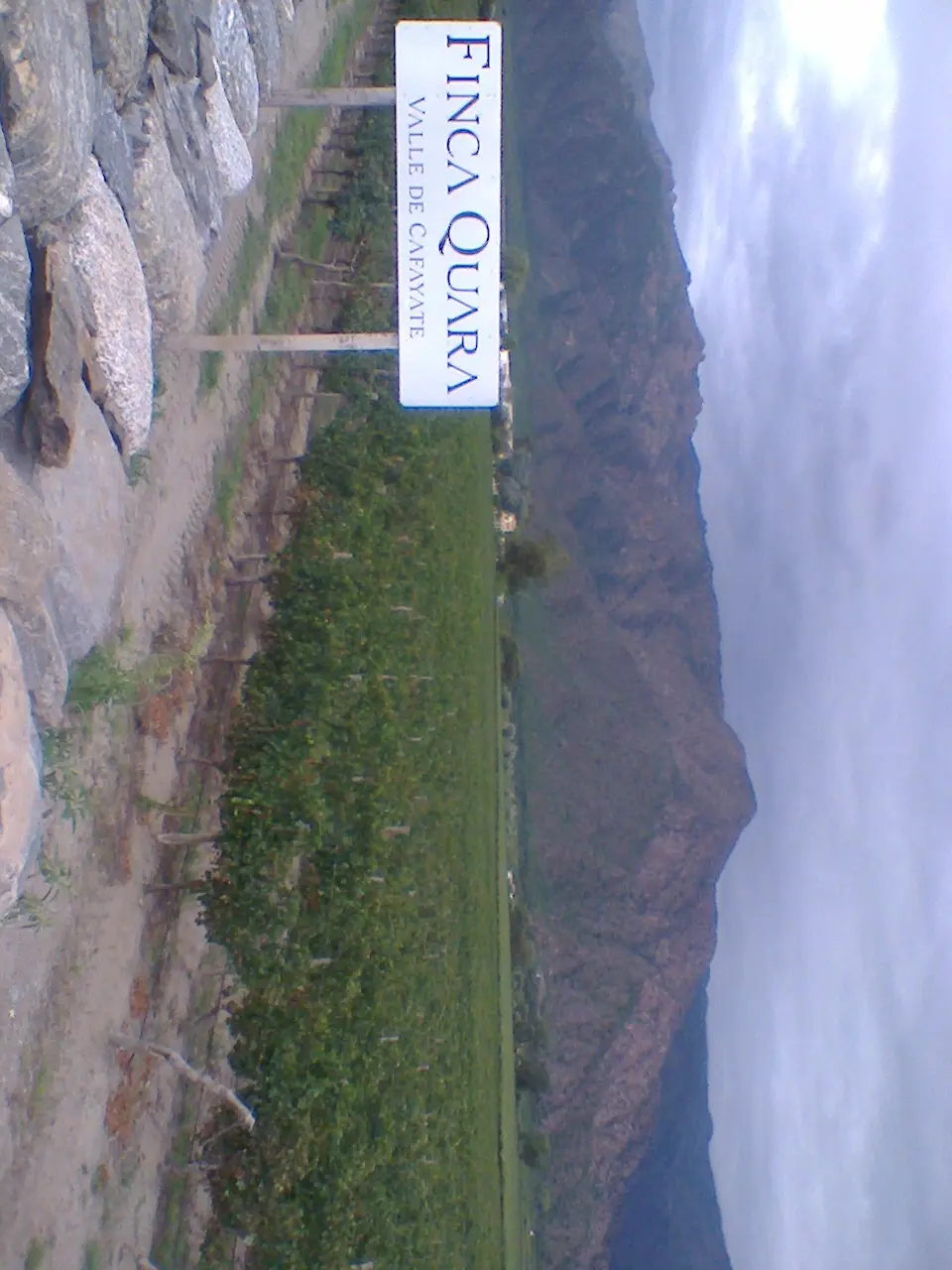 uvas