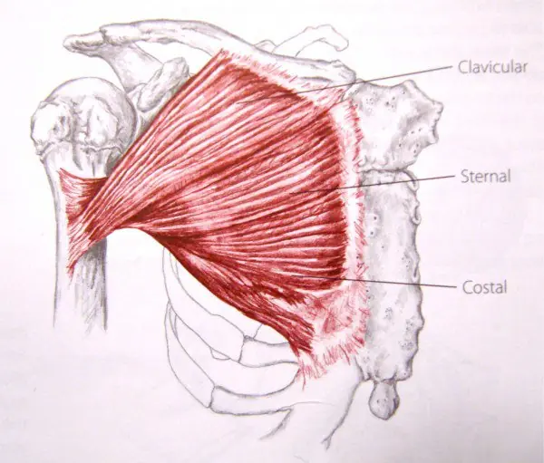 pectorales pectorales
