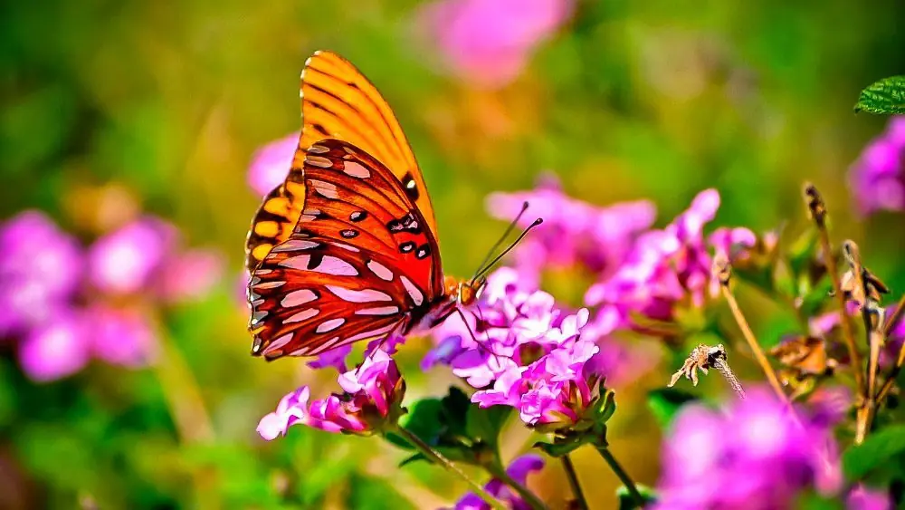 Mariposas sus tipos, curiosidades y mas...