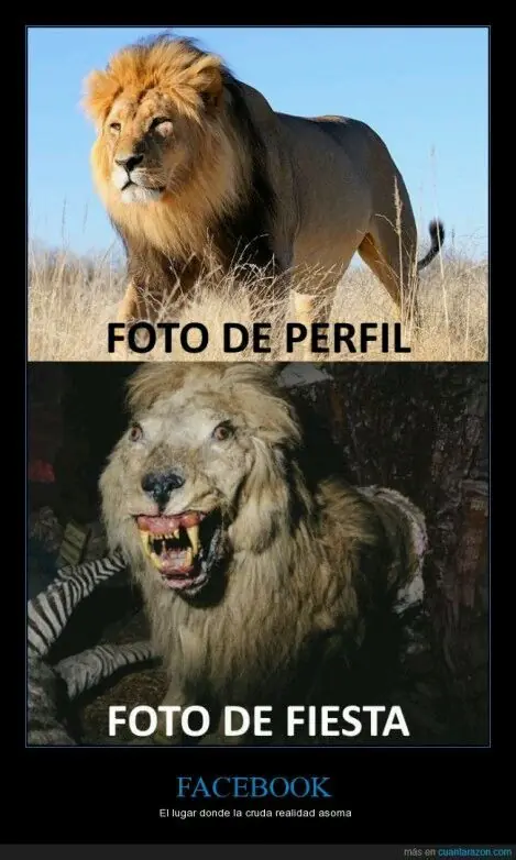 memes memes
