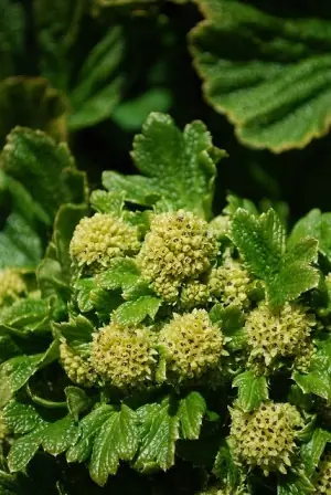 Lugar sin abejas y solo flores verdes que polinizan moscas