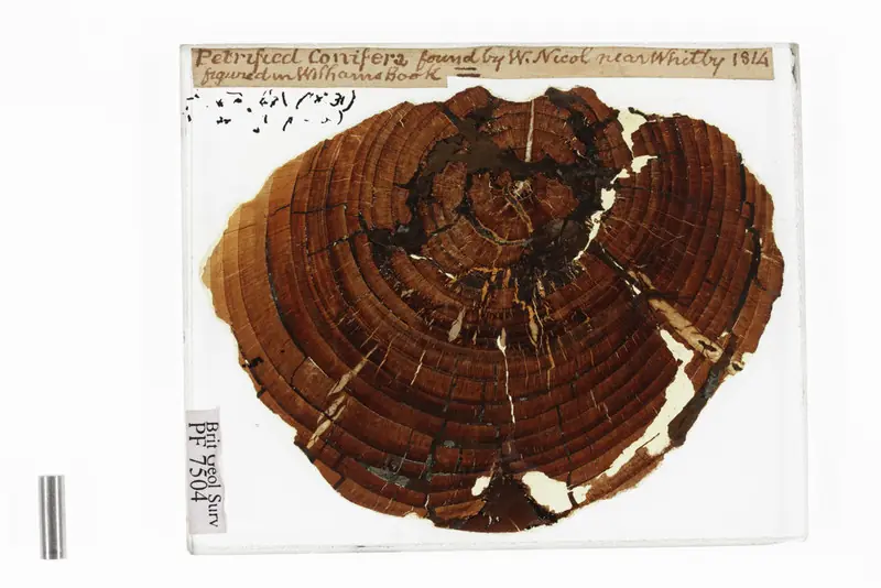 Hallan fósiles de plantas recolectados por Charles Darwin