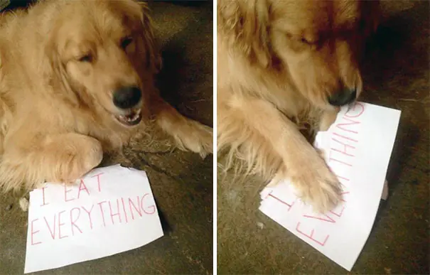 Si tenes perro sabes de lo que te estoy hablando