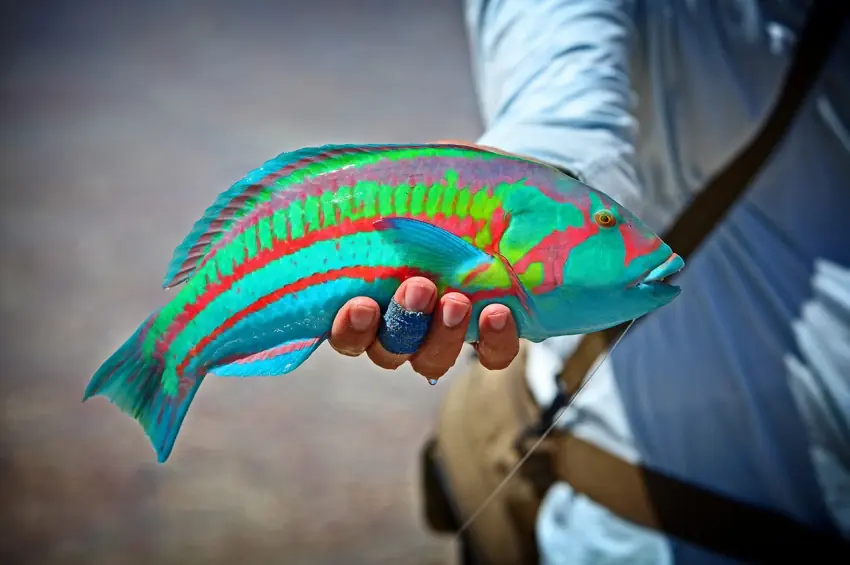 Imágenes que  emocionan