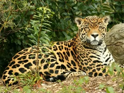 leopardo leopardo