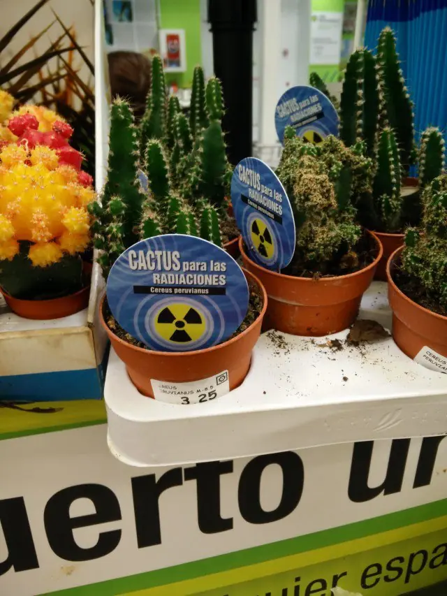 El (eterno) cactus antirradiación
