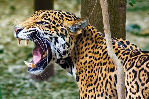 puma puma