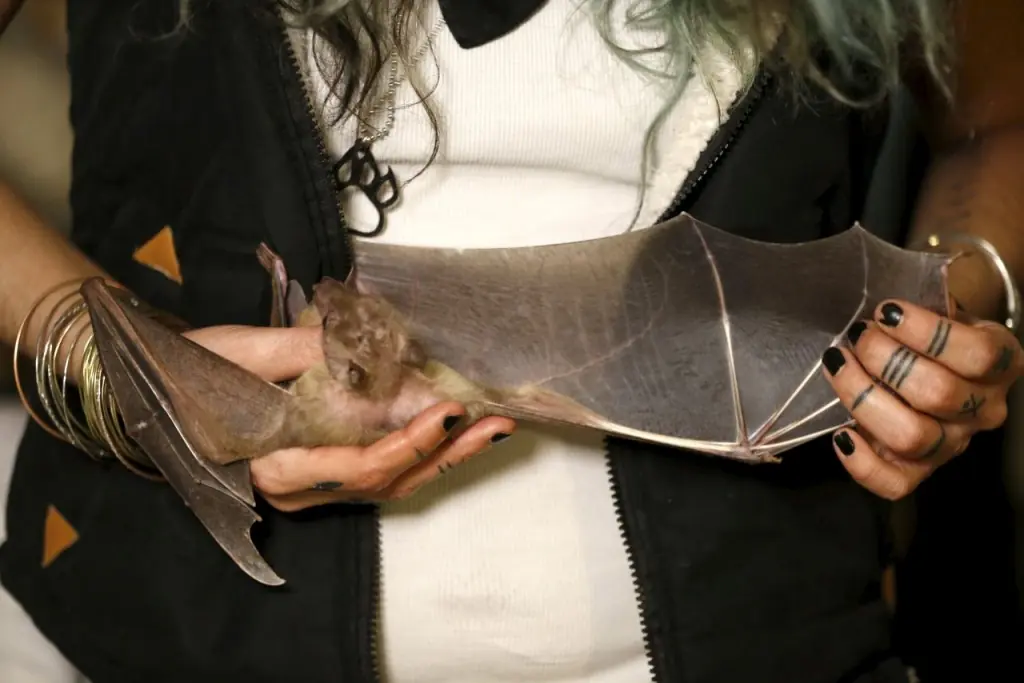 Una mujer vive entre los Murcielagos