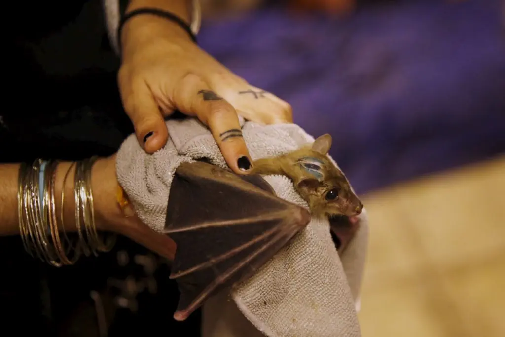 Una mujer vive entre los Murcielagos