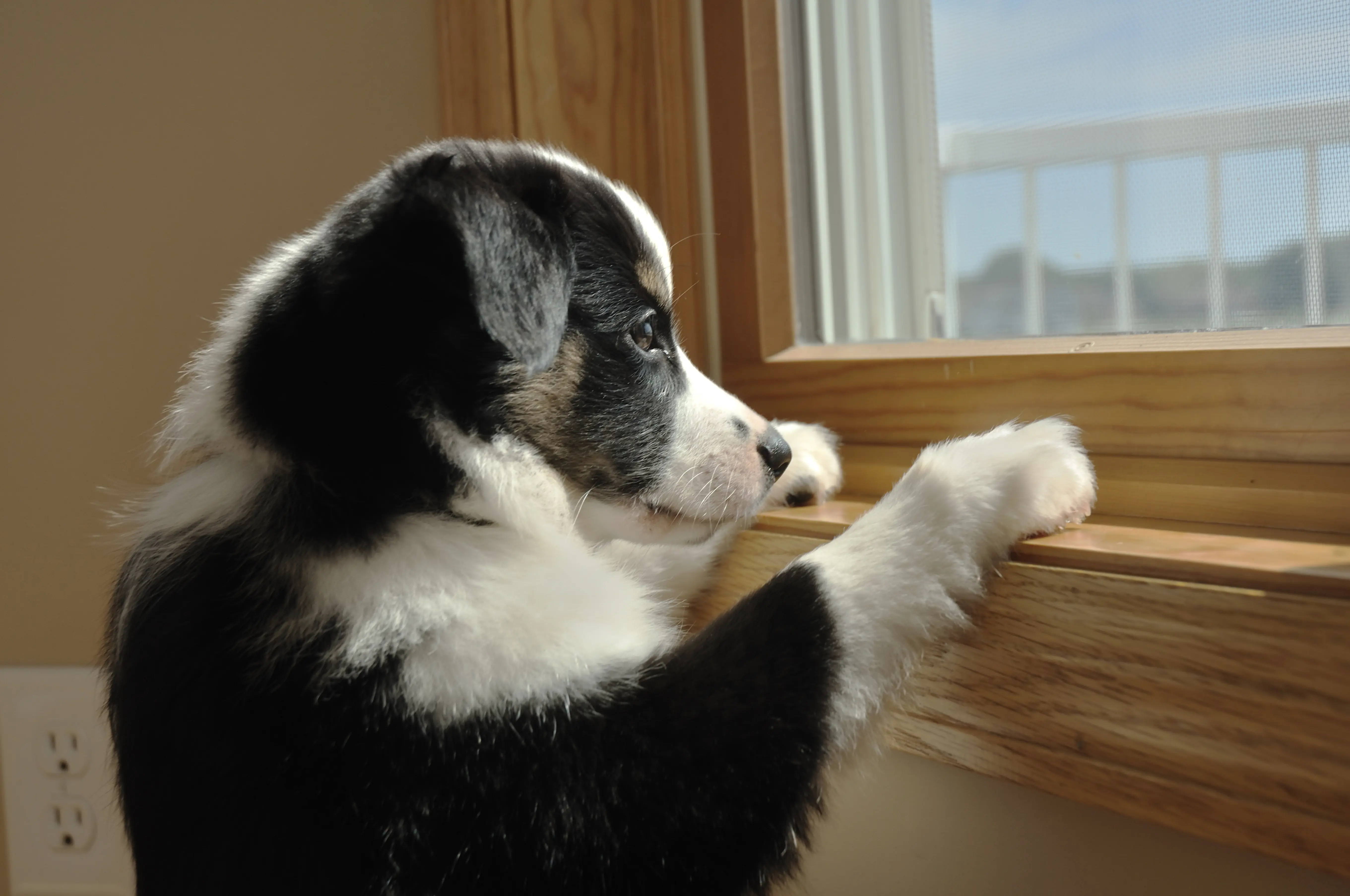 dog