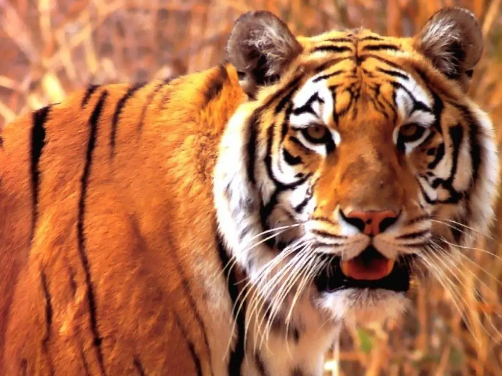 Animales