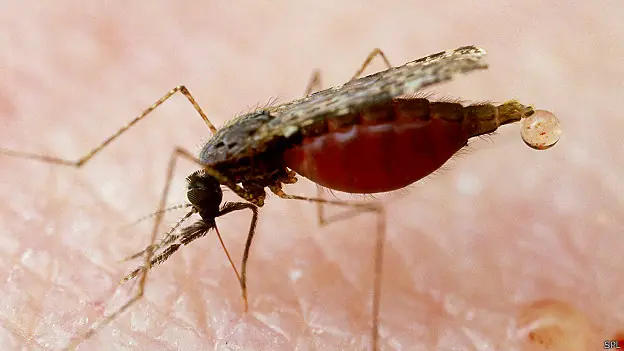 Parásito de la malaria guía al mosquito hacia el olor huma