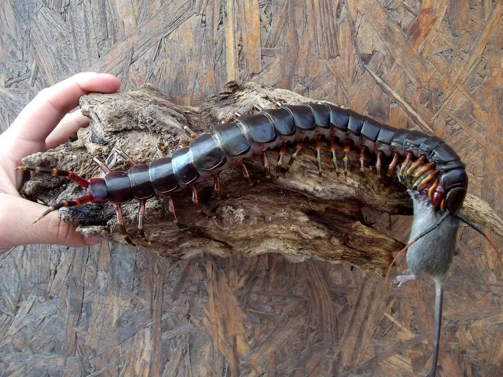 wtf