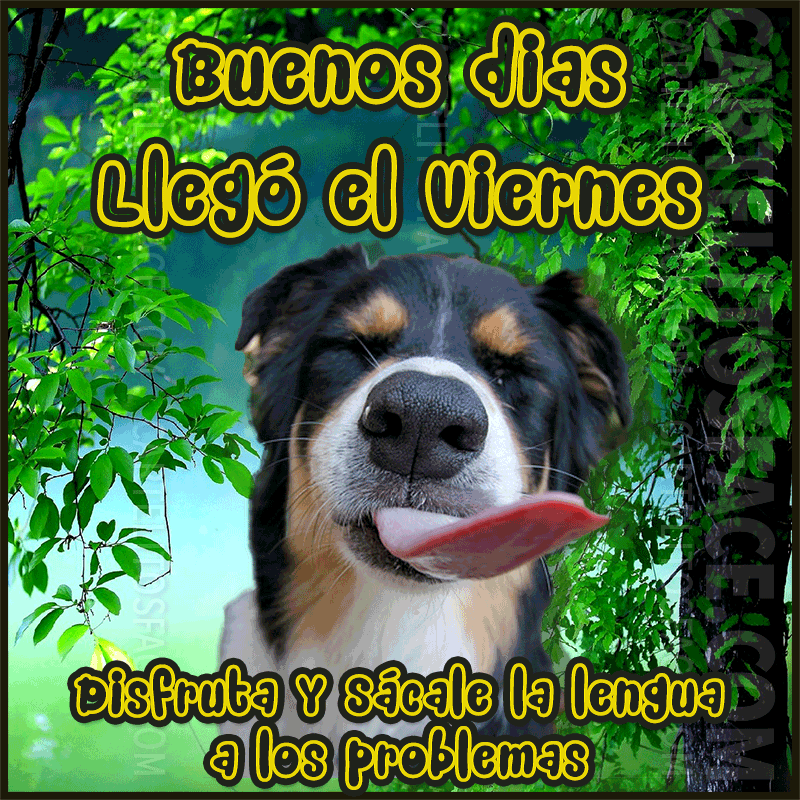imagenes divertidas