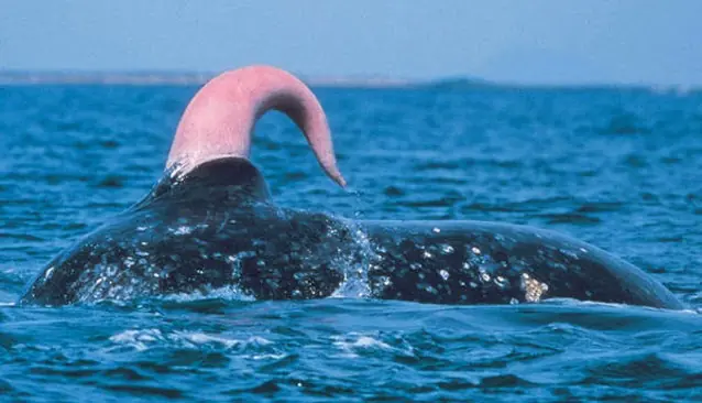 ¿Qué Animal Tiene el Pene más Largo del Mundo?