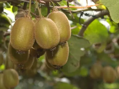 fruta