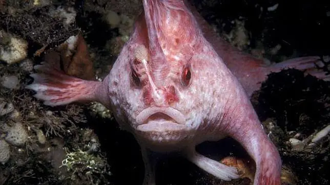 rana