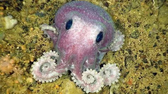 sapo