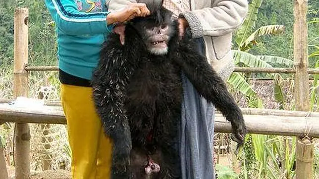 Las diez especies más raras descubiertas en 2010