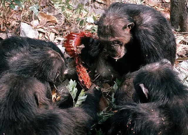 jane goodall