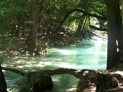 soy chiapas