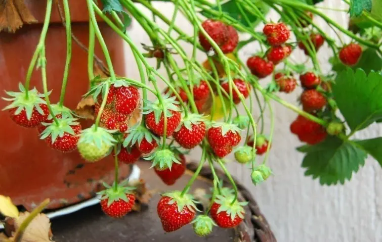 frutillas