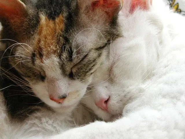 amistad