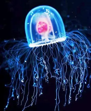 Turritopsis nutricula, la medusa inmortal