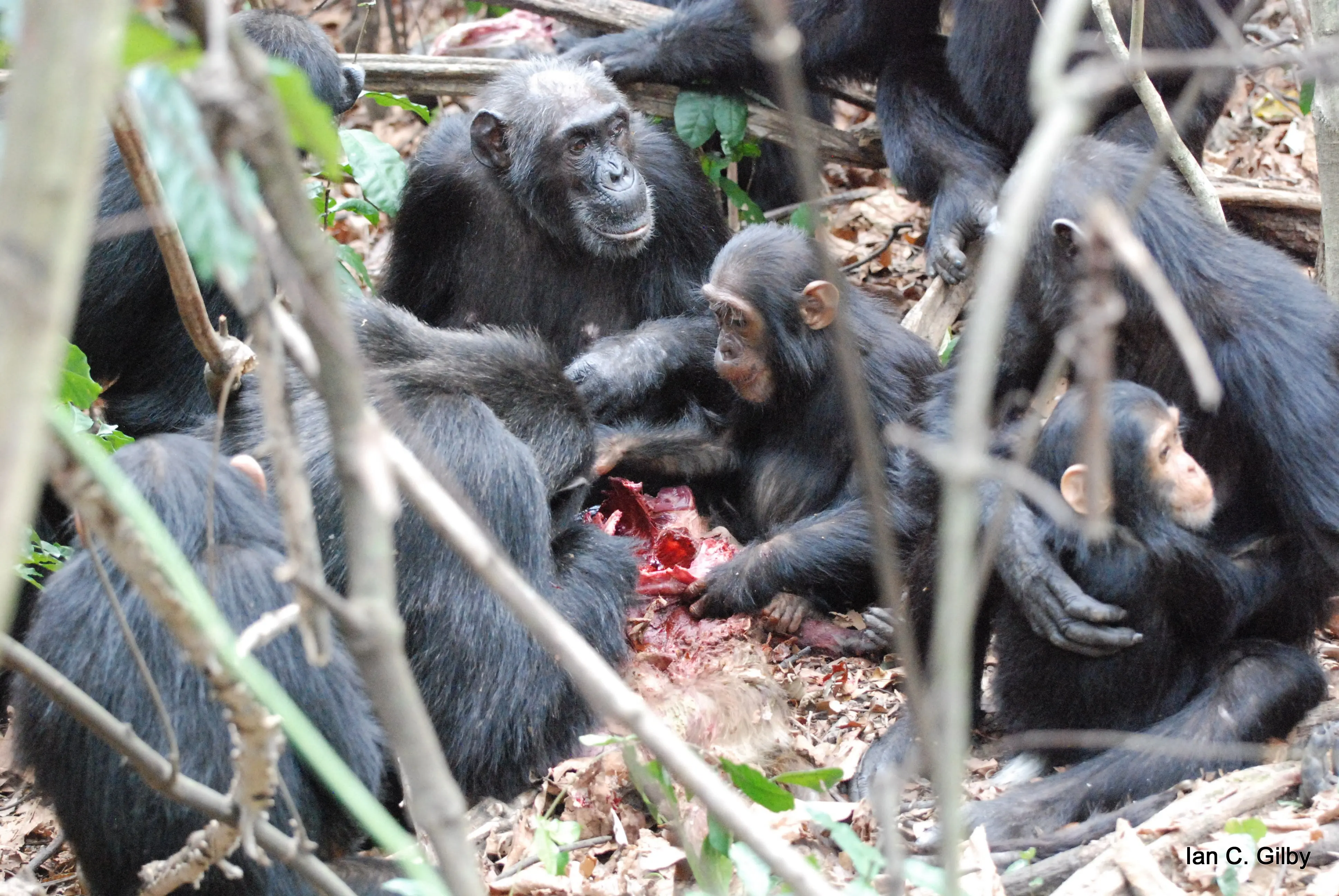 La guerra mundial de los chimpancé