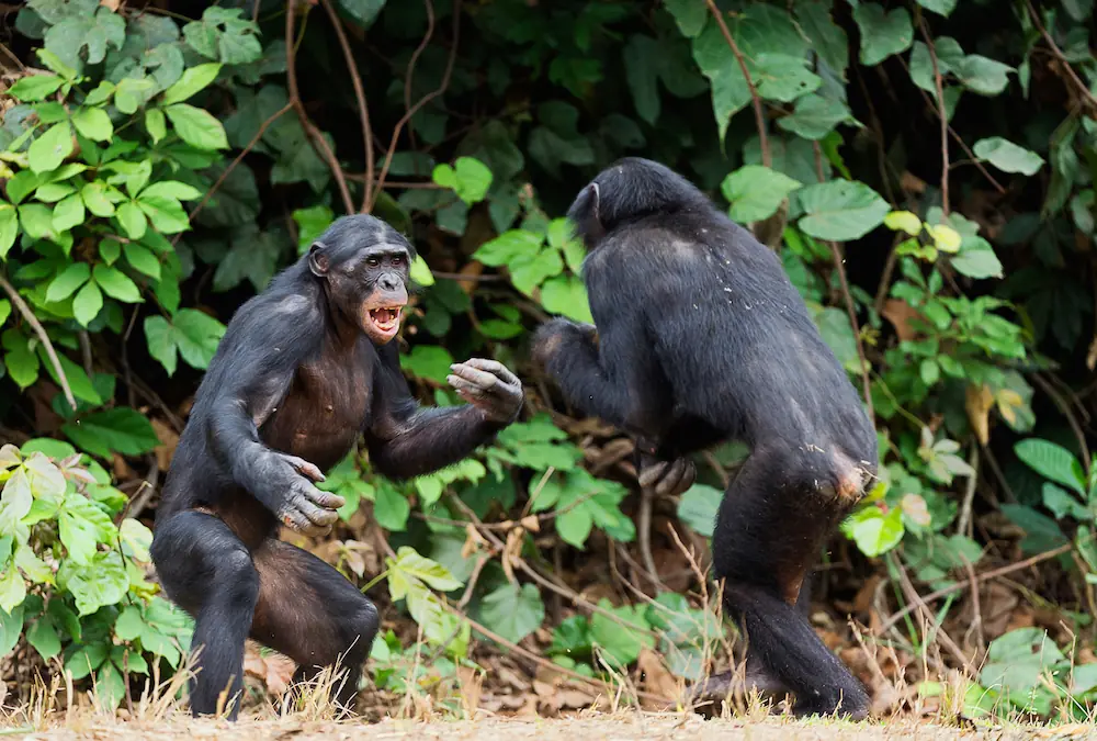 monos