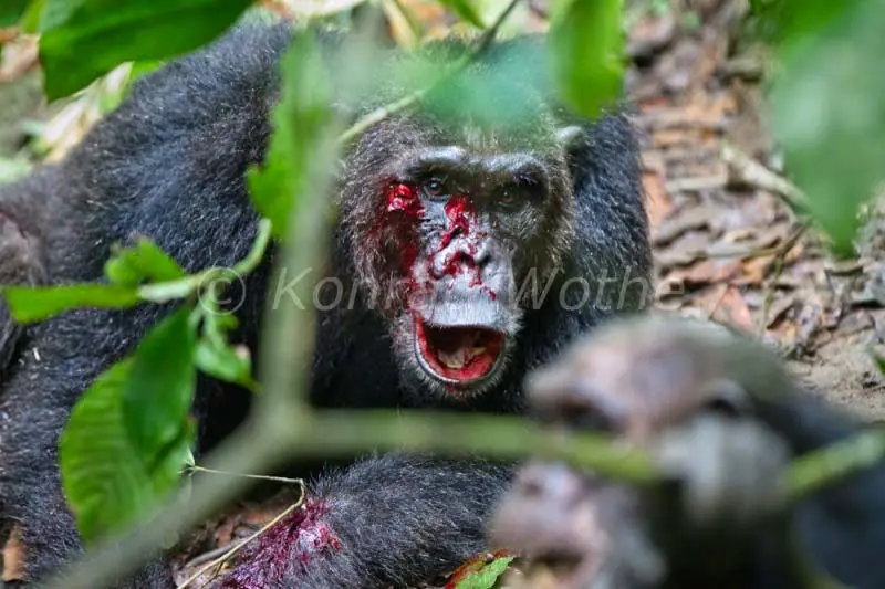 chimpance