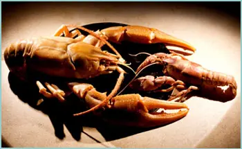 cangrejo