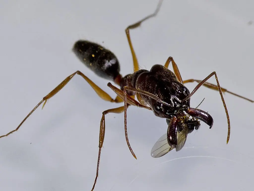 mosca mosca