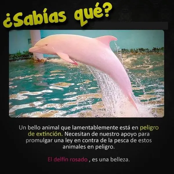 Curiosidades