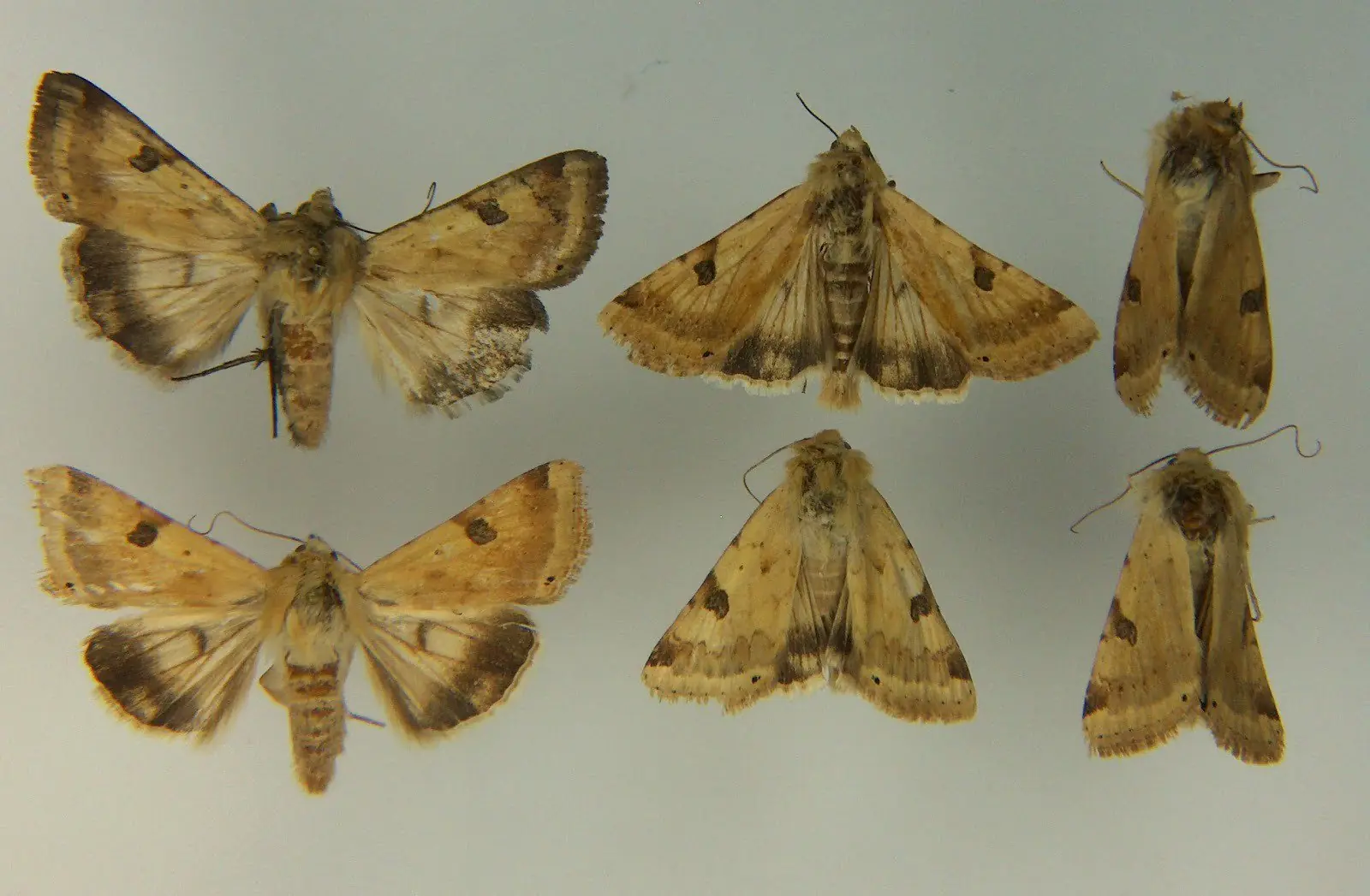 mosca mosca