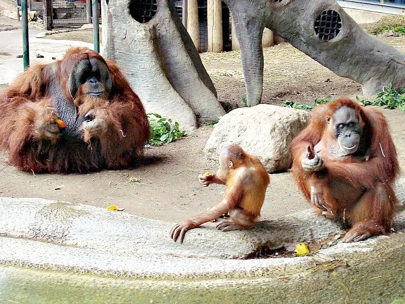 monogamia