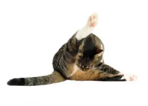 gatos