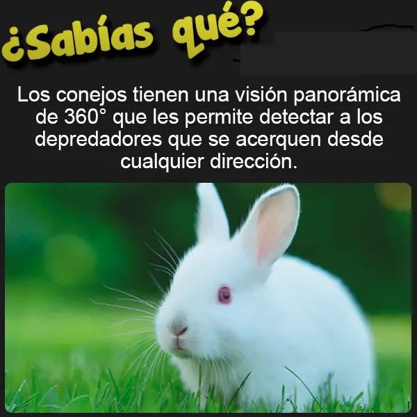 Curiosidades
