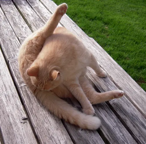 Aseo de los gatos