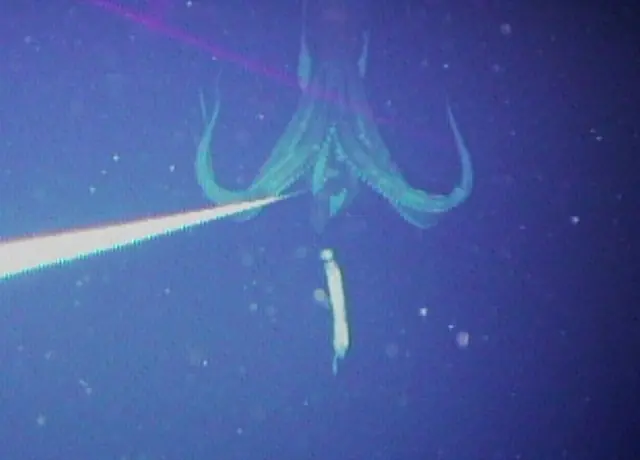 kraken