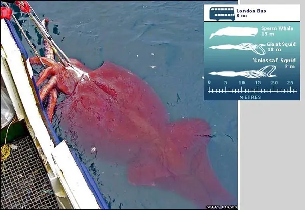 mesonychoteuthis hamiltoni