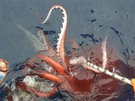 Calamares Gigantes.Los Invertebrados más Grandes del Planeta Calamares Gigantes.Los Invertebrados más Grandes del Planeta