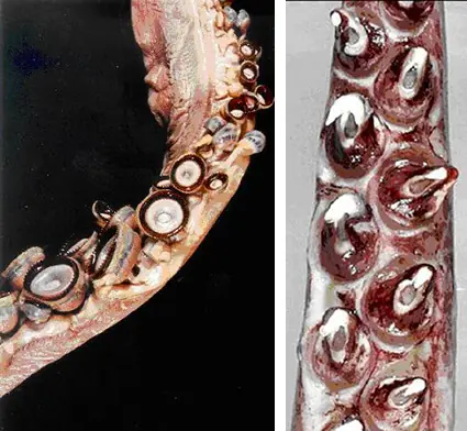 Calamares Gigantes.Los Invertebrados más Grandes del Planeta Calamares Gigantes.Los Invertebrados más Grandes del Planeta
