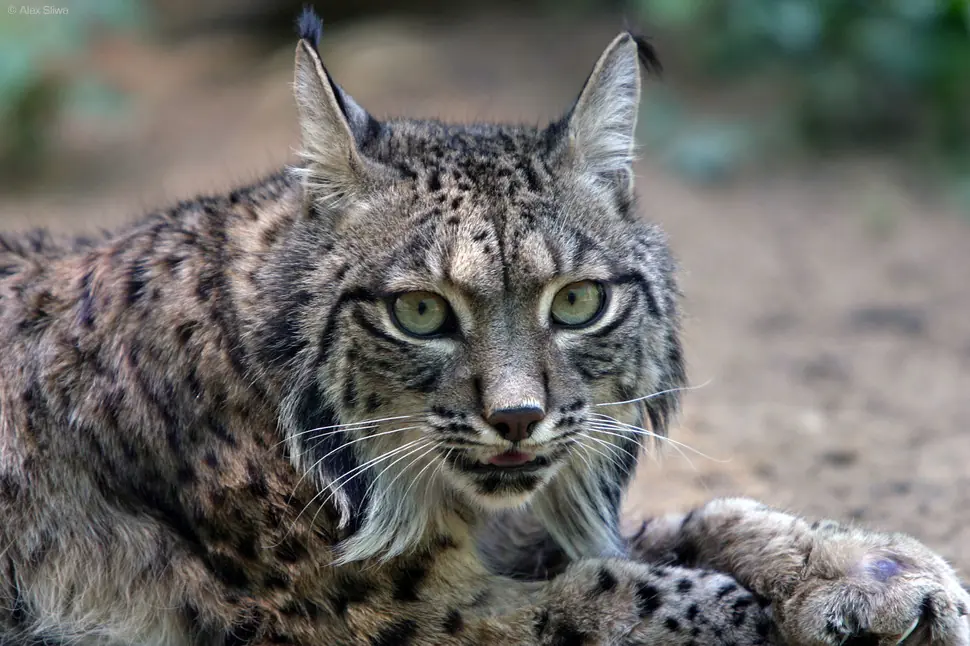 Estos felinos están desapareciendo de la vida salvaje. Estos felinos están desapareciendo de la vida salvaje.