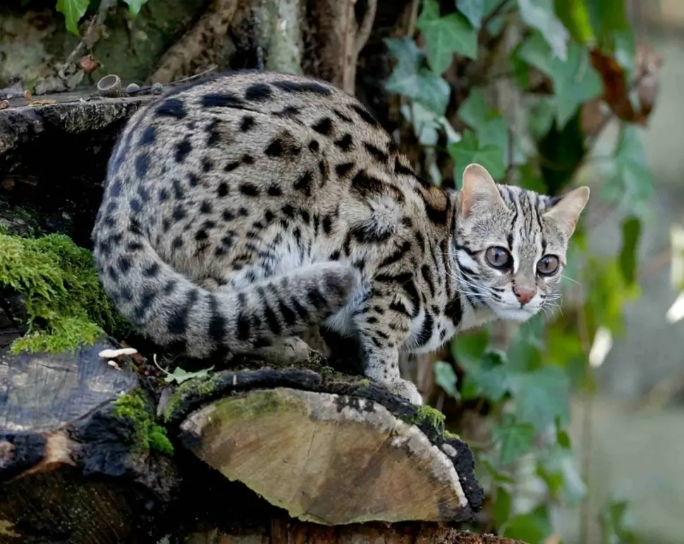 Estos felinos están desapareciendo de la vida salvaje. Estos felinos están desapareciendo de la vida salvaje.